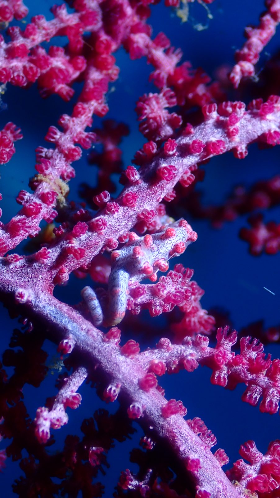 Pygmy seahorse 2