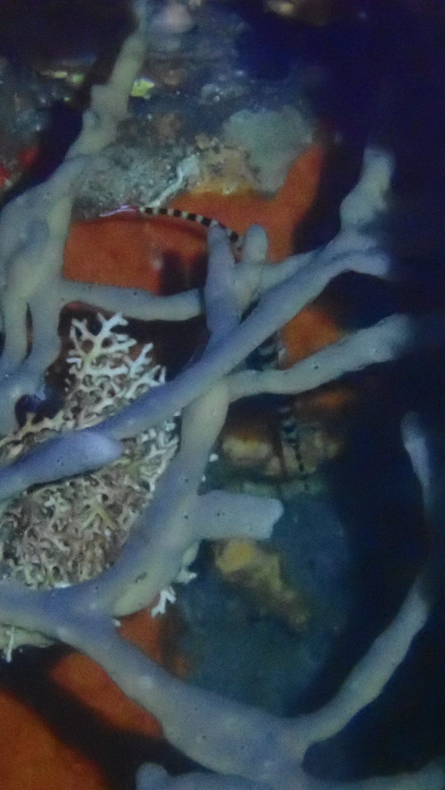 Pipefish