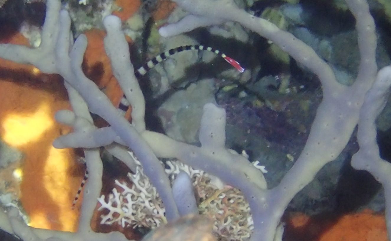 Pipefish 2