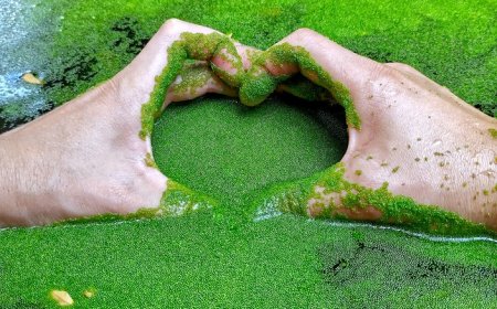 Potensi Ekonomi Wolffia: Solusi Inovatif dalam Berbagai Sektor