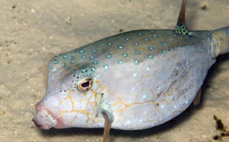 Ikan Kudu-Kudu: Si Unik Berzirah dari Lautan