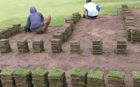 Peluang Bisnis Rumput Hias: Tren Hijau di Dunia Bisnis