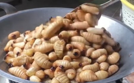 Serangga, Protein dalam Program Makan Bergizi Gratis (MBG)