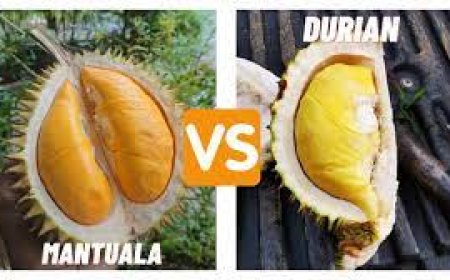 Durian Mantuala, Buah Langka Khas Kalimantan