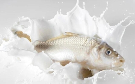 Potensi Ekonomi Susu Ikan Indramayu