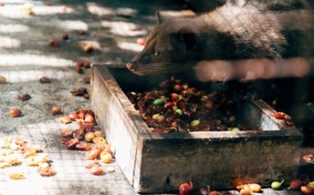 Apa yang Membuat Kopi Luwak Mahal? Temukan Jawabannya!