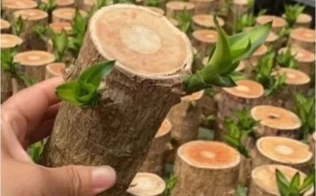 Brazilian Wood Peluang Ekonomi dalam Setiap Serat