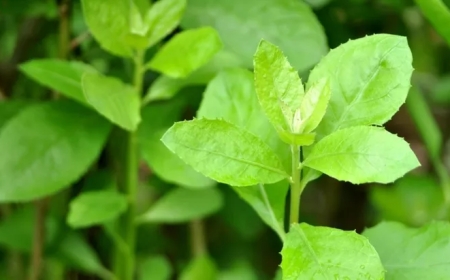 Manfaat Daun Beluntas untuk Kesehatan dan Ide Bisnis UMKM