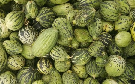 Acur: Buah Eksotis dari Turki yang Kaya Manfaat