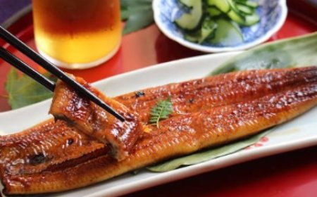 Potensi Peternakan Belut Organik Jepang