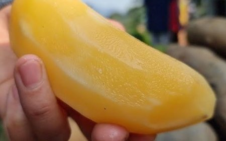 Mengenal Si Manis Yakon yang Kaya Manfaat 