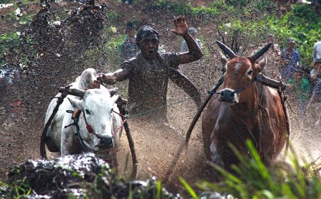 Pacu Jawi: Tradisi Unik dari Tanah Datar, Sumatera Barat