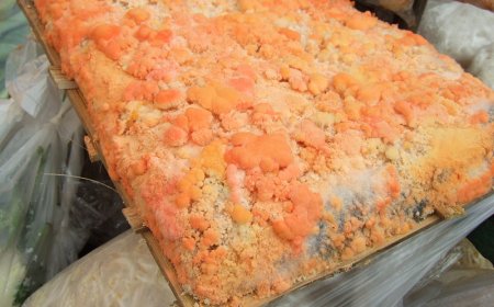 Ragam Makanan Fermentasi Indonesia yang Tak Kalah dari Kimchi