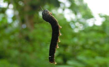 Ulat Jati Nan Menggelikan namun Menjadi Hidangan Populer di Gunung Kidul