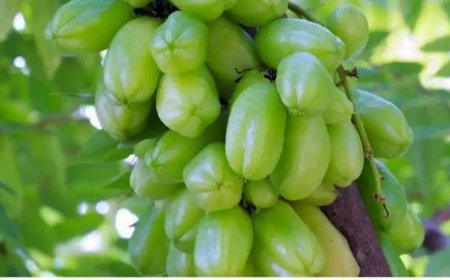 Pesona Belimbing Culuk: Buah Berkhasiat dengan Banyak Manfaat