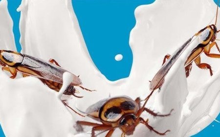 Susu Kecoa: Sumber Protein Masa Depan yang Lebih Bergizi dari Susu Sapi?