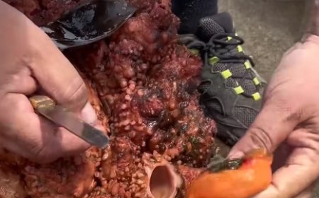 Batu Hidup: ‘Mutiara’ Laut yang Tersembunyi dalam Cangkang Batu