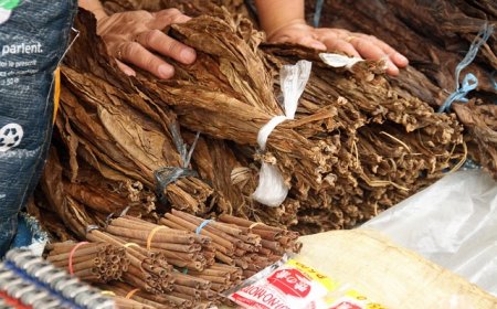 Asal-usul, Kualitas, dan Tantangan Globalisasi Tembakau Indonesia