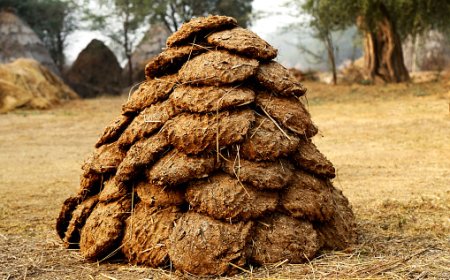 Warga Bangladesh Gunakan Kotoran Sapi sebagai Bahan Bakar Alternatif untuk Memasak