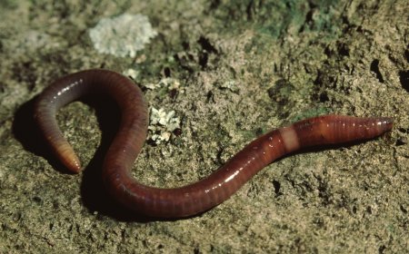 Peluang dan Tantangan Bisnis Ekspor Cacing: Panduan Lengkap untuk Pemula