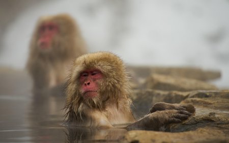 Monkey See, Monkey Do: Fenomena Copy-Paste dalam Tren Bisnis dan Marketing di Indonesia