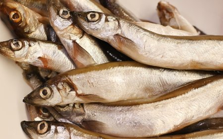 Ikan Shisamo: Ikan Kecil Bernutrisi Tinggi dari Jepang