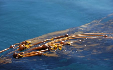 Kelp: Tanaman Laut yang Kaya Manfaat