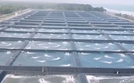 BUBK Kebumen: Tambak Udang Modern Terbesar di Indonesia dengan Teknologi Internet of Things