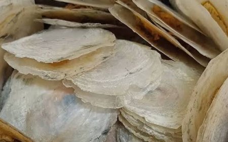 Keistimewaan, Manfaat, dan Cara Pengolahan Kerang Simping