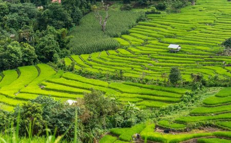 Thailand: Raja Pertanian di Asia Tenggara, Apa Rahasianya?