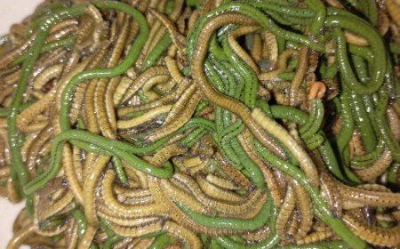 Tradisi Nyale: Ritual Menangkap Cacing Laut di Lombok dan Pesonanya sebagai Daya Tarik Wisata