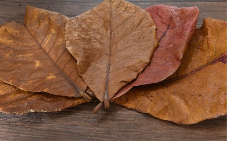 Daun Ketapang: Dari Tak Bernilai Menjadi Komoditas Ekspor Bernilai Tinggi