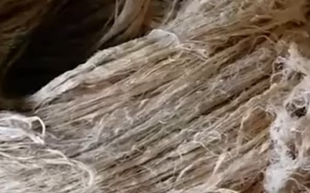 Limbah Nanas Bisa Didaur Ulang Menjadi Benang dan Kain Ramah Lingkungan