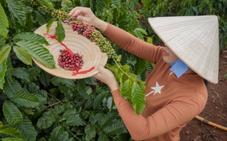 Belajar dari Vietnam: Dari Murid Menjadi Pemimpin dalam Industri Kopi Dunia