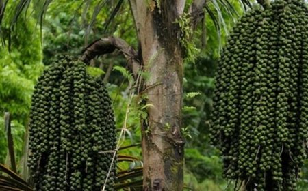 Pemerintah Dorong Budidaya Pohon Aren sebagai Sumber Energi Terbarukan