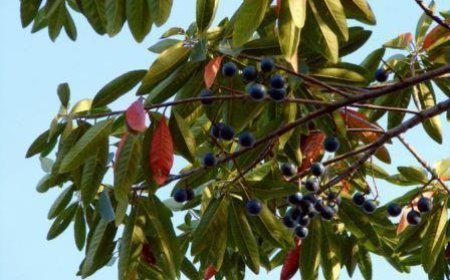 Pohon Genitri: Warisan Alam dengan Nilai Ekonomi Tinggi