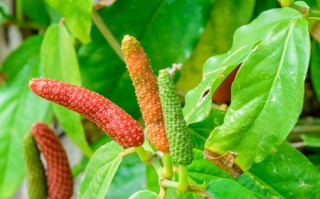 Mengenal Cabe Puyang: Ramuan Tradisional untuk Kesehatan
