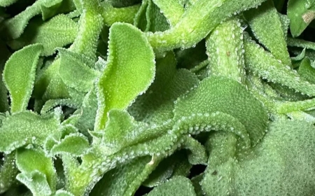 Ice Plant: Sayuran Segar dengan Lapisan Kristal Unik dan Manfaat Luar Biasa