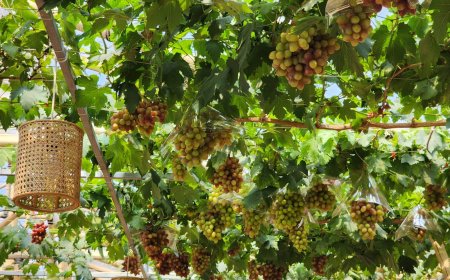 Kebun Anggur Firizco: Destinasi Agrowisata dengan Varian Unggulan Anggur Dayang Sumbi