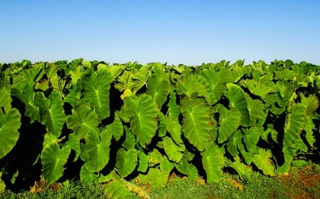 Talas Beneng: Peluang Emas bagi UMKM untuk Diversifikasi Usaha Pangan dan Industri