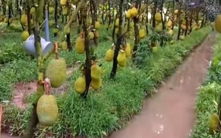 Budidaya Nangka di Vietnam dengan Sistem Kanal: Inovasi untuk Efisiensi dan Produktivitas