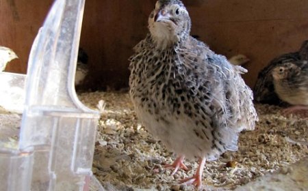 Peternakan Burung Puyuh di China: Memanfaatkan Seluruh Potensinya, Termasuk Kotorannya