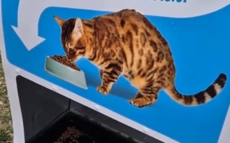 Inovasi di Bucharest: Tukar Botol Plastik dengan Makanan Kucing, Bisa Diterapkan di Indonesia?