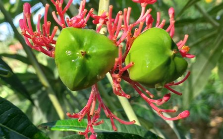 Mengenal Buah Betadine yang membuat Lima Anak di Cianjur Keracunan