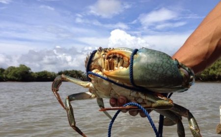 Kepiting Bakau Kepulauan Riau Diekspor ke China, Nilai Transaksi Capai Rp 131 Juta