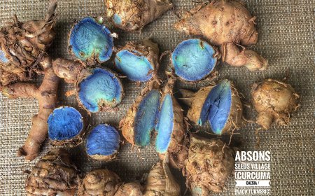 Kunyit Hitam: Keajaiban Herbal dengan Segudang Manfaat