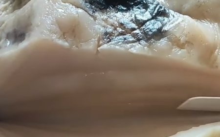 Jamur Taisui: “Daging yang Tak Pernah Habis”