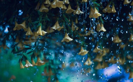 Air Hujan sebagai Solusi Krisis Air di Berbagai Wilayah Indonesia