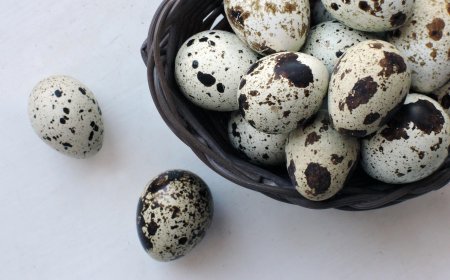 Ternak Puyuh: Penghasilan Setiap Hari, Pagi Ngasih Pakan, Sore Langsung Bayaran