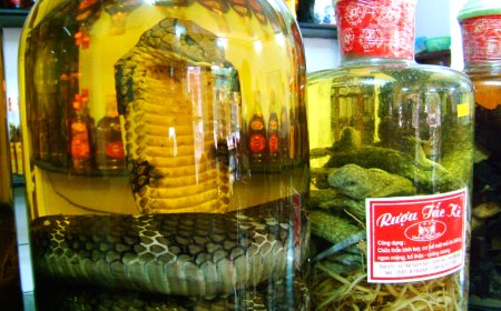 Infused Wine Cobra di Vietnam: Tradisi, Manfaat, dan Kontroversi